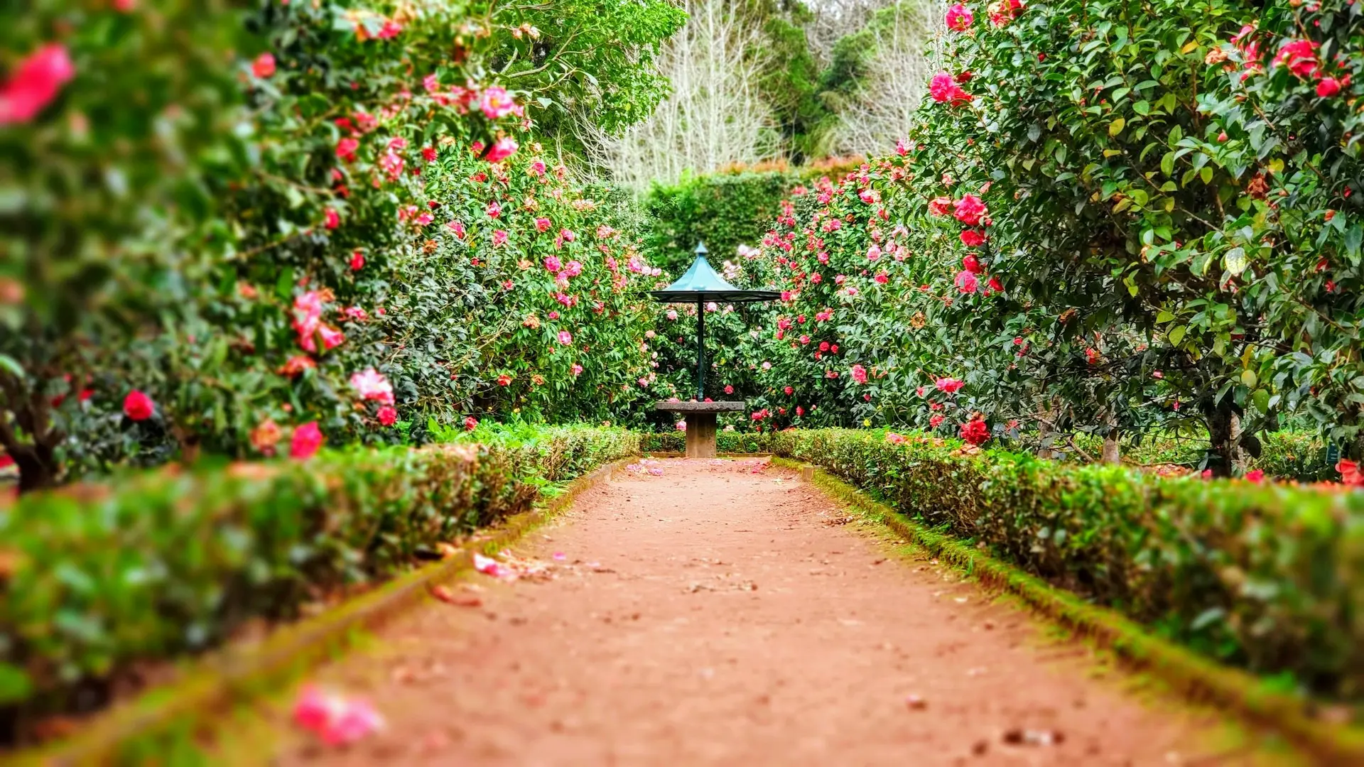 brown pathway between green plants