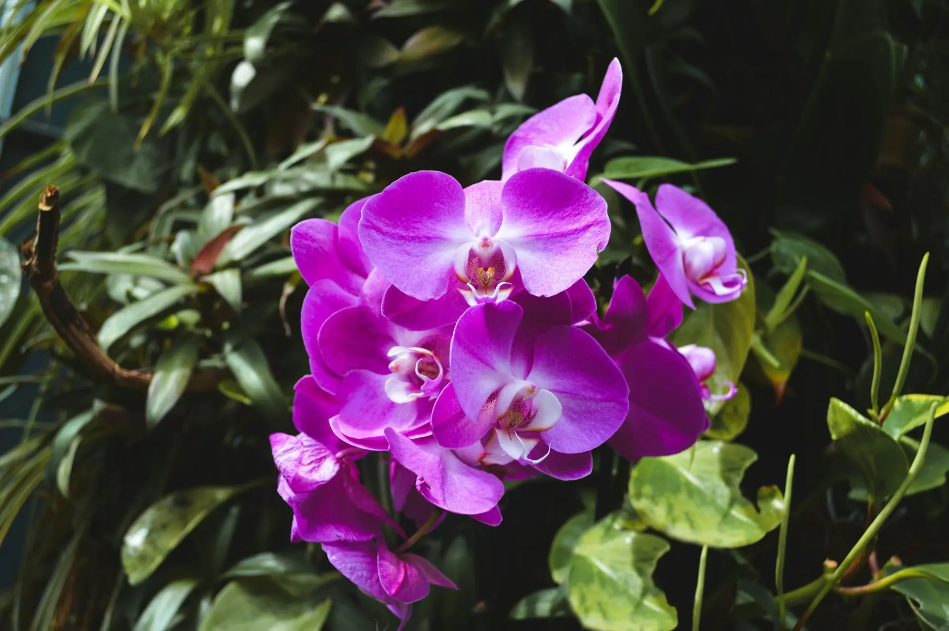 a bunch of purple flowers that are in a vase