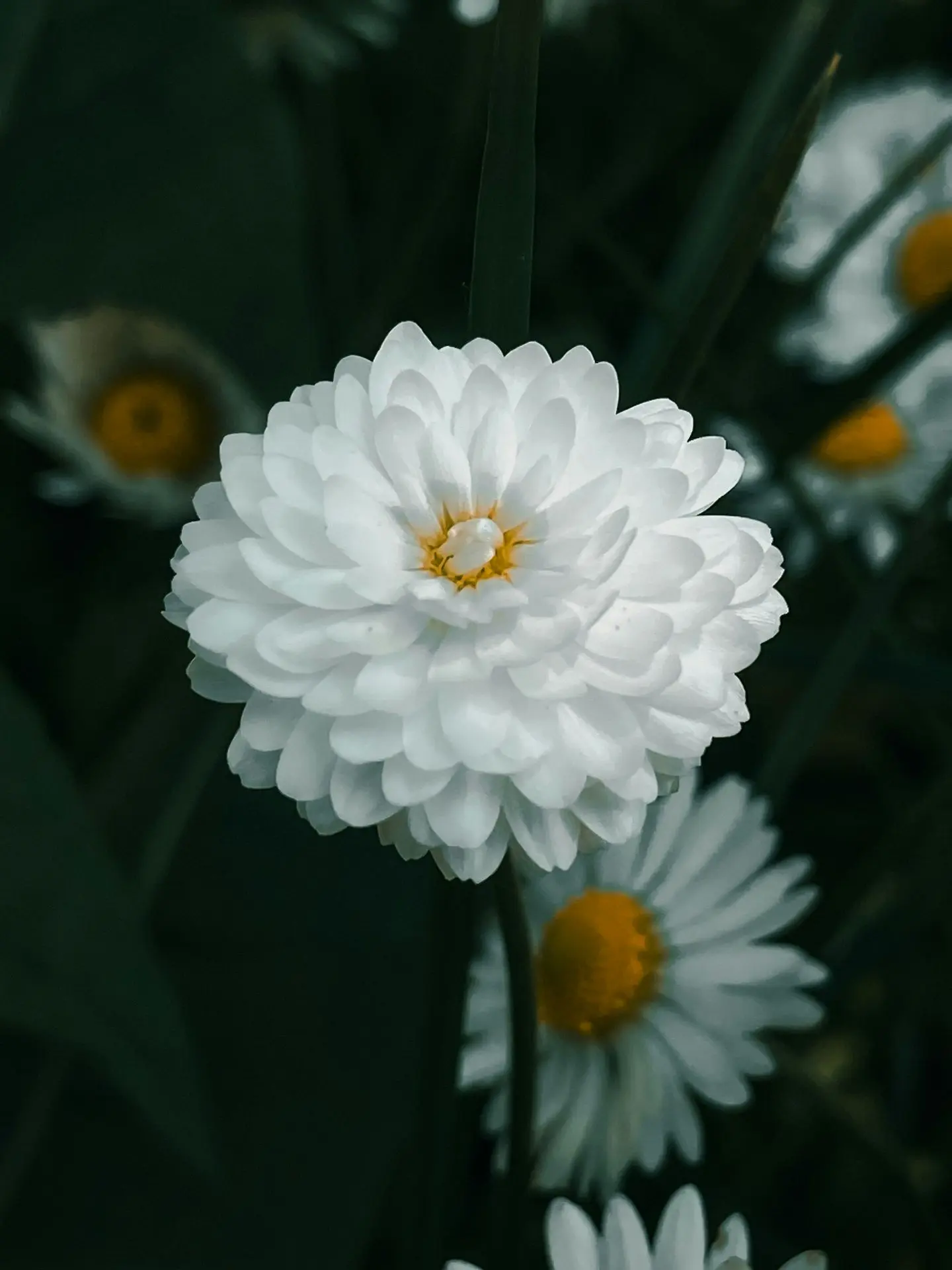 a close up of a white flower with yellow centers
