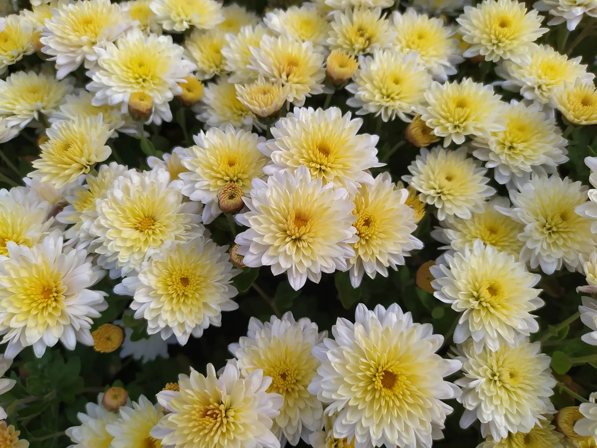 a bunch of white and yellow flowers with green leaves