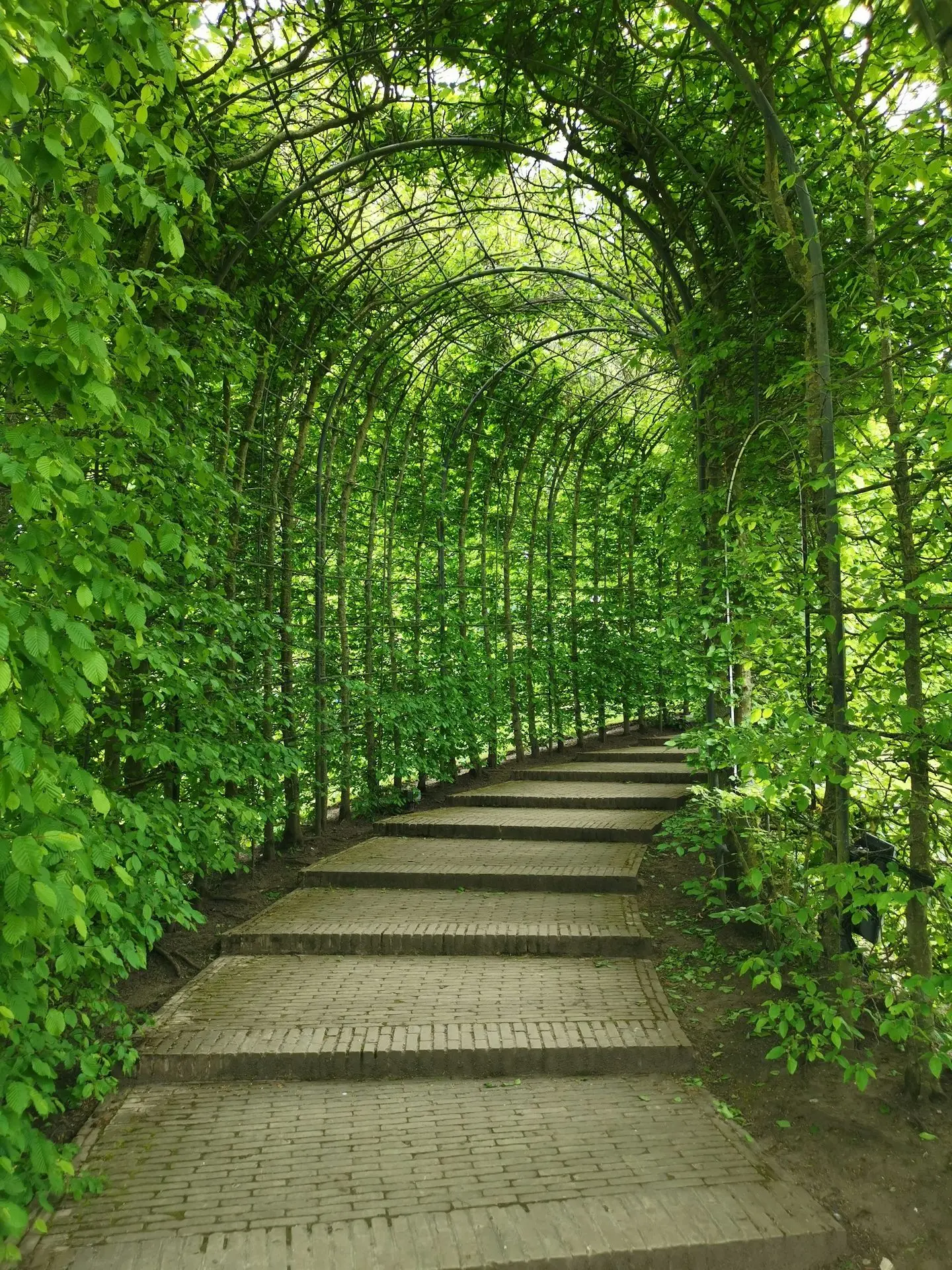 green vine plants on arc covered pathways