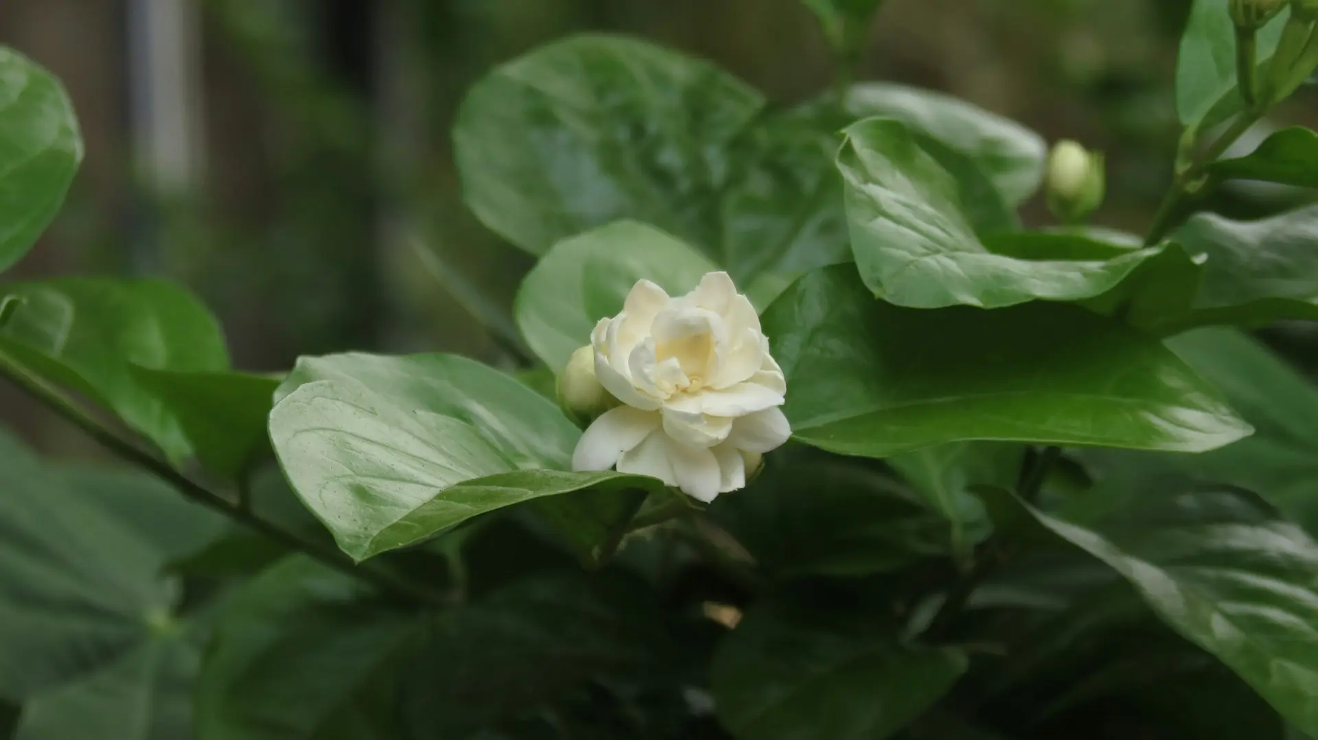 a white flower with green leaves in the background