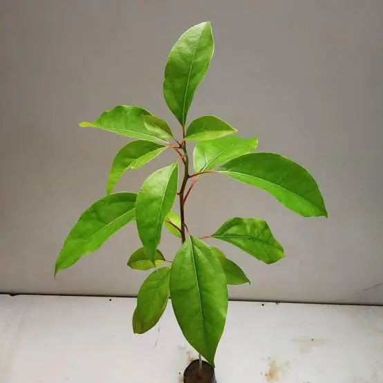 Kapur Plant