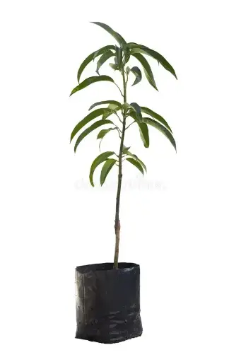 Mango Plant